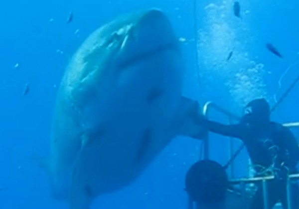 Ученые сняли на видео одну из самых больших акул