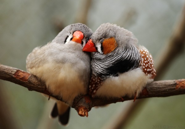 Исследование птицы помогли объяснить эволюционную выгоду любви и моногамии