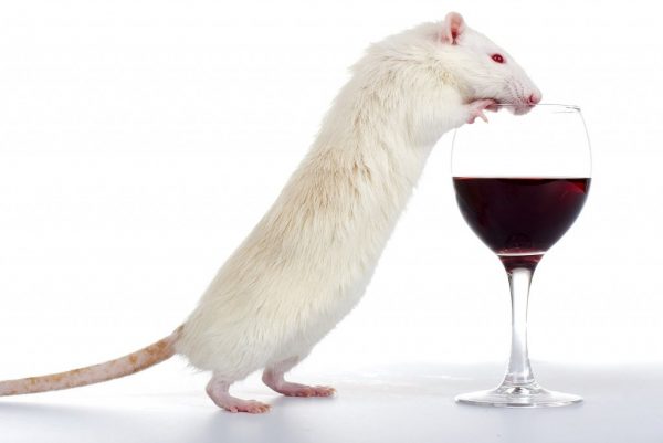Милиция Индии: тысячи литров изъятого алкоголя выпили крысы