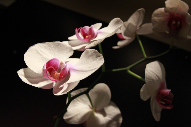 Орхидеи превратились в ширпотреб