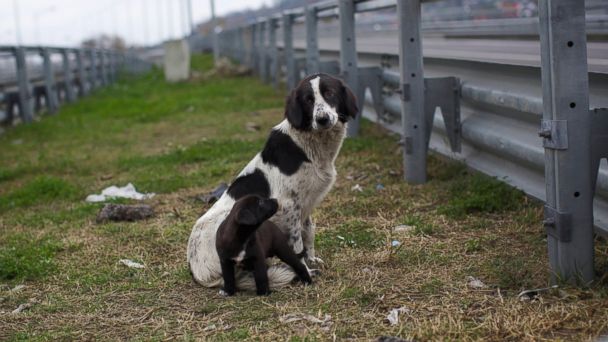 Главный по отлову бродячих собак в Сочи назвал их «биологическим мусором»