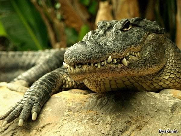Ученые: крокодилы любят лазать по деревьям