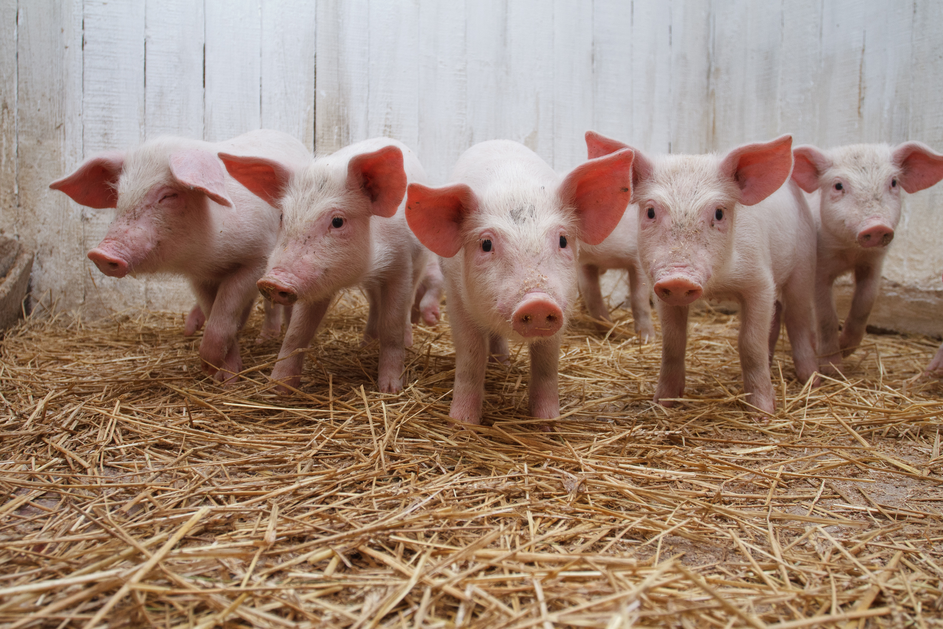 Россельхознадзор ответил на санкции Вашингтона: свинина из США снова под запретом