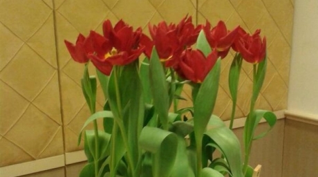 В Нидерландах в честь Назарбаева назвали тюльпан