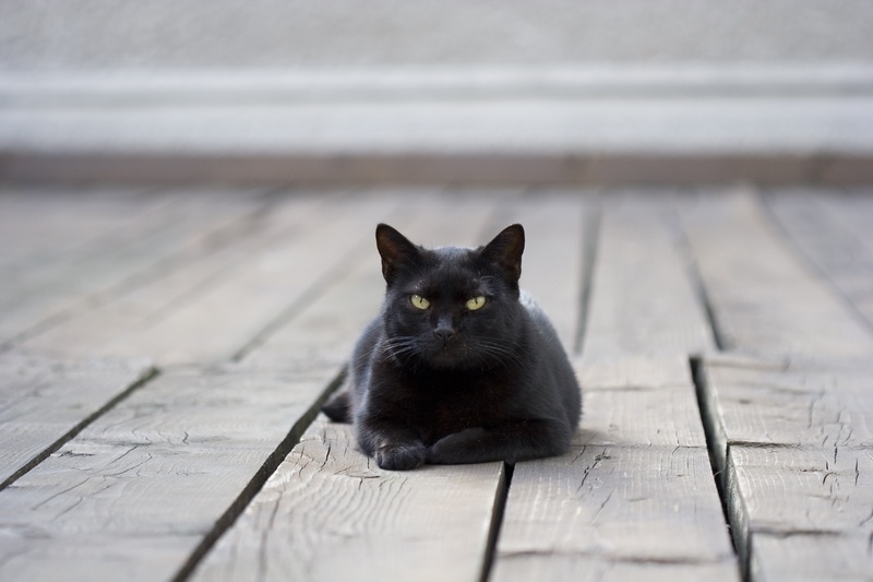 Черные кошки чаще попадают в приют, потому что плохо смотрятся на селфи