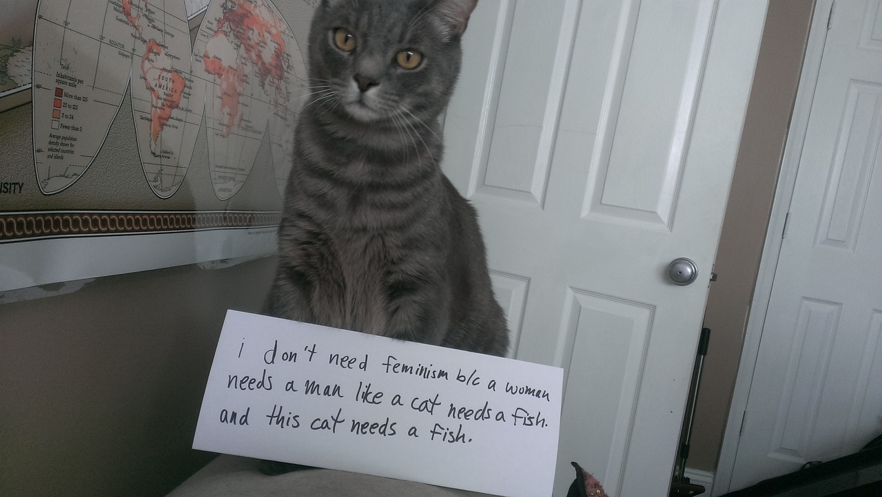 Кошки высмеивают анти-феминисток в интернете: разве его едят?