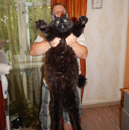 Гигантский кот по кличке Максимус живет в Петрозаводске
