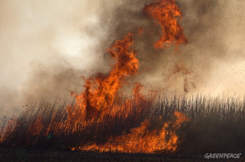 Пять самых страшных видео о лесных пожарах в России