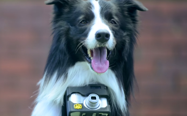 Nikon научила собак фотографировать