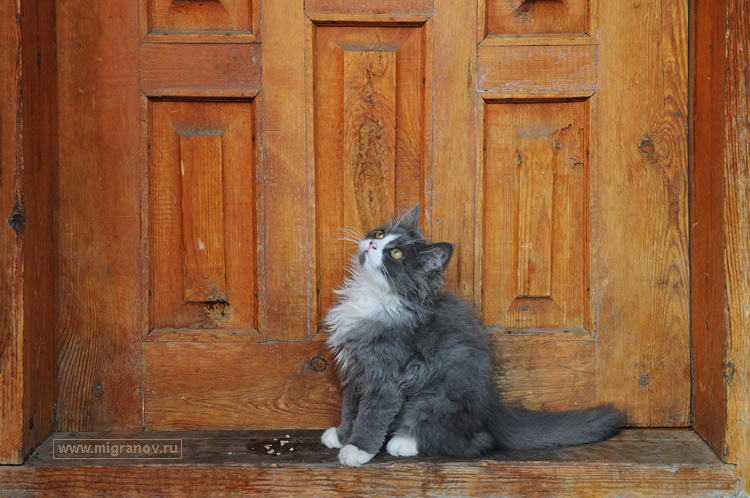 Видео: кошка научилась пользоваться дверным звонком