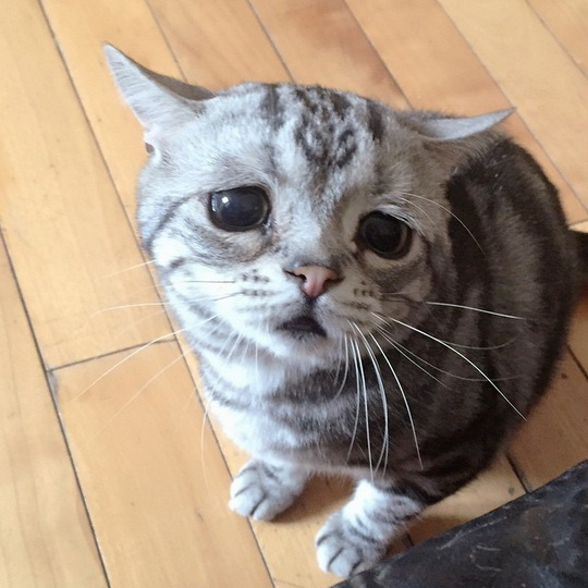 Фото: самая грустная кошка в мире