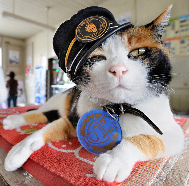 Фото: в Японии прошли похороны кошки-станционного смотрителя