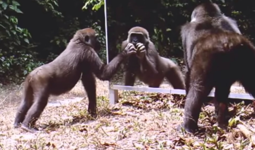 Видео: как животные реагировали на зеркало в джунглях Африки