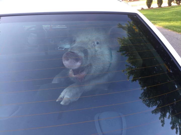 Видео: полиция Мичигана арестовала свинку