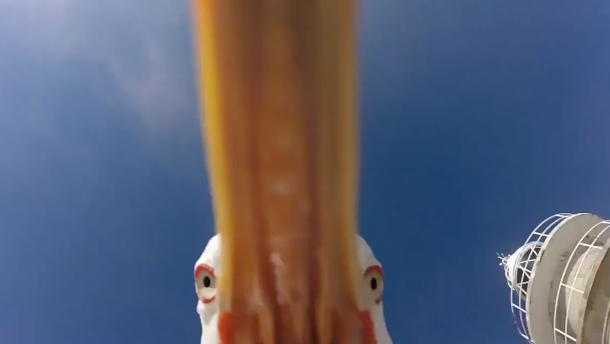 Видео: дерзкая чайка забрала камеру GoPro у туристов и сняла панораму