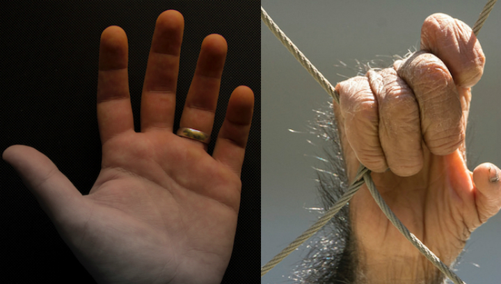 Исследование: руки людей примитивнее конечностей шимпанзе