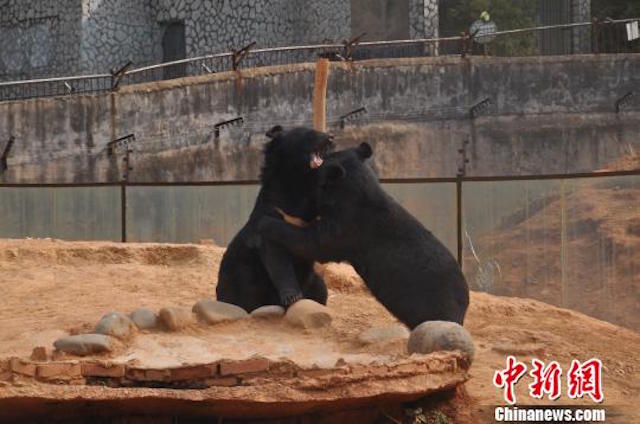 Китаец два года растил дома собак, которые оказались… медведями