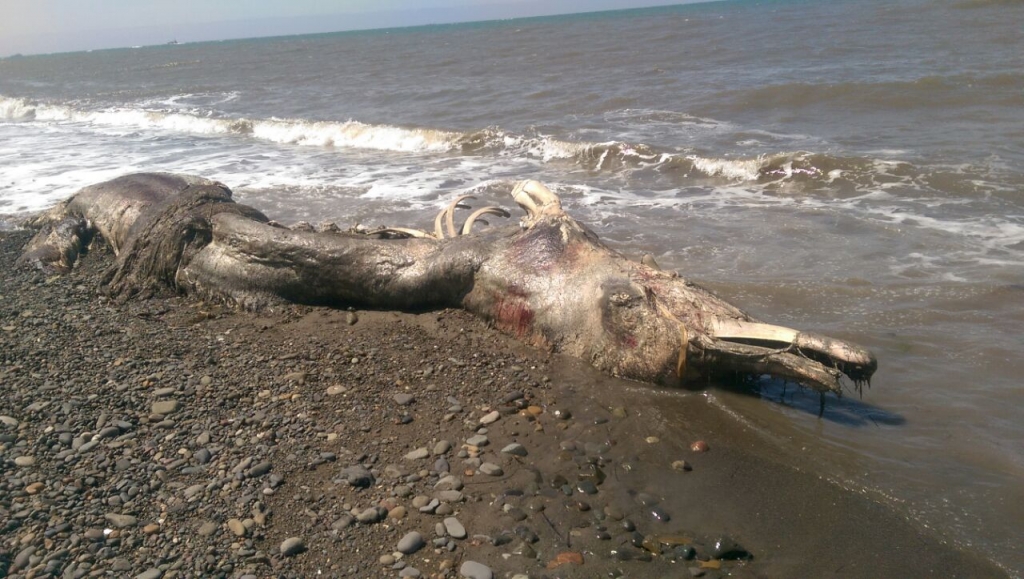 На берег Сахалина выбросило останки неизвестного морского животного