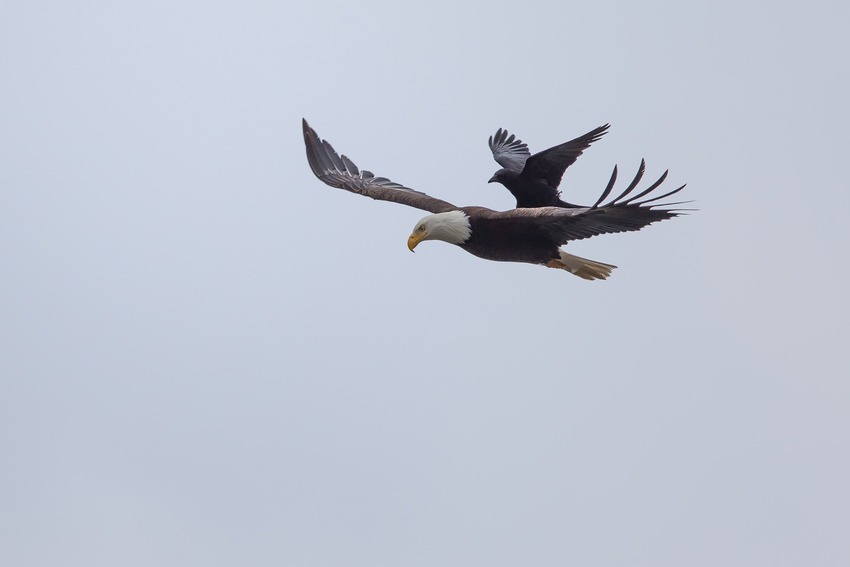 Фото: ворона полетала на спине орла
