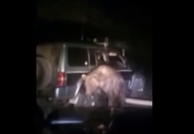 Видео: пьяные жители Итурупа пытались задавить медведя машиной