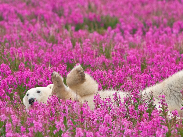 Фото: самые мимимишные белые медведи в мире