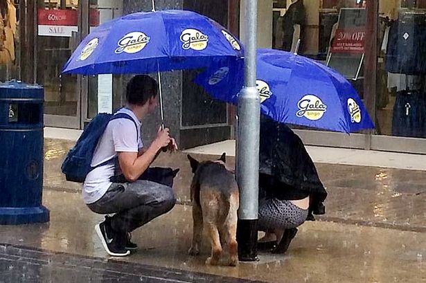Пара укрыла от дождя привязанного к столбу пса, пока его хозяйка ходила по магазинам