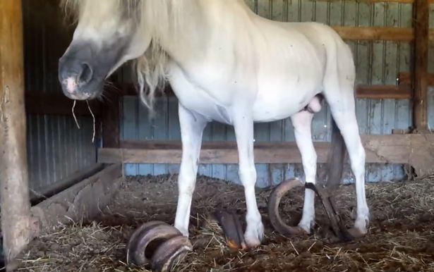 В Мэрилэнде спасли истощенных лошадей с выросшими до метра копытами