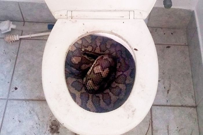 Фото: жители Австралии из-за засухи начали находить змей в унитазах