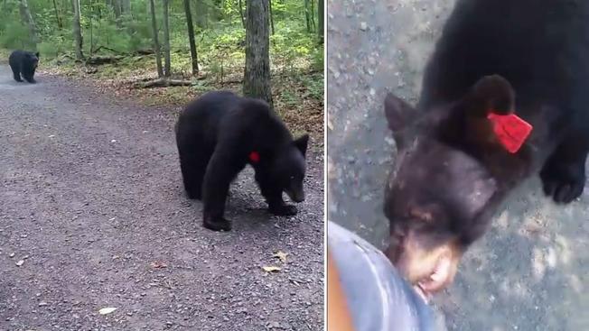 Видео: два медведя хотели поиграть с американкой, но та не оценила