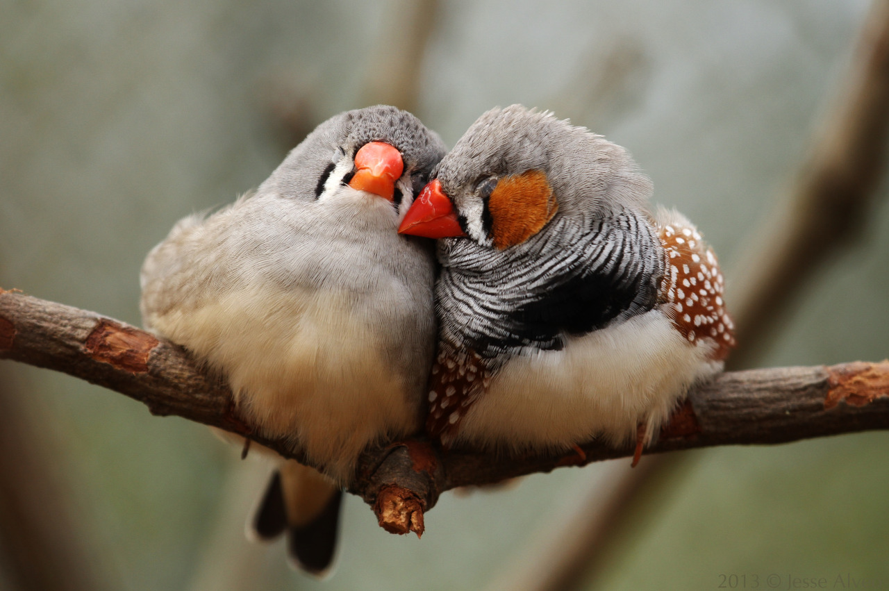 Исследование: птицы помогли объяснить эволюционную выгоду любви и моногамии