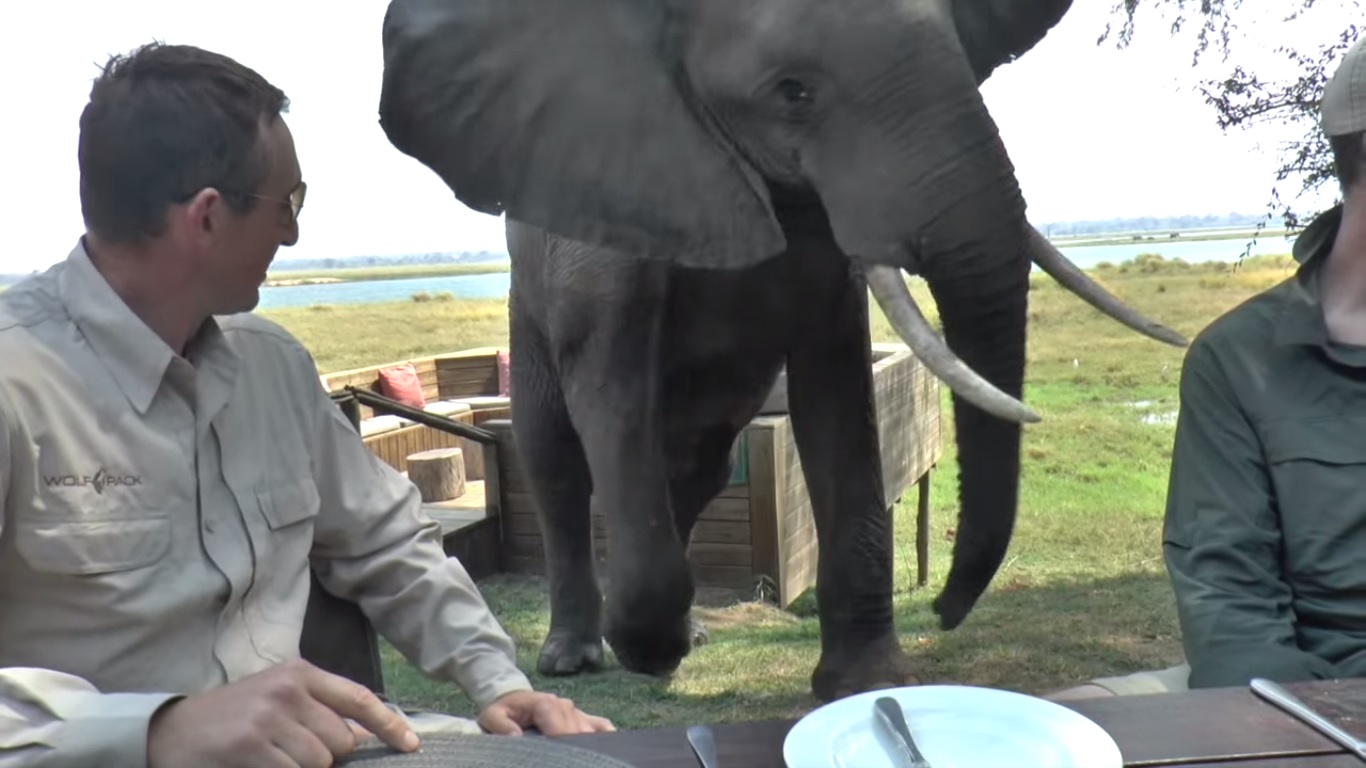 Видео: африканский слон атаковал завтракающих туристов