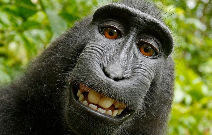 Копирайт для павиана: PETA потребовала возместить обезьяне ущерб за использование ее селфи