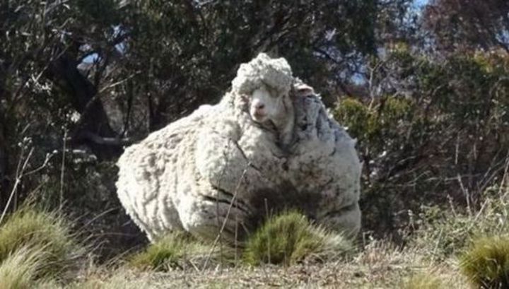 В Австралии обнаружили самую шерстистую овцу в истории