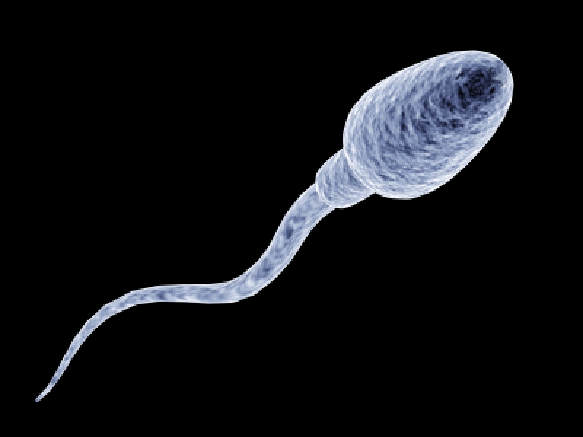 Прогресс: биологи вырастили сперматозоиды в пробирке