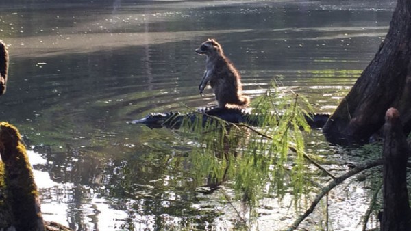 raccoon-surfing-on-aligator