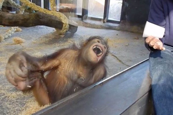PAY-oranguntan-in-a-zoo-reacting-to-seeing-a-magic-trick (1)
