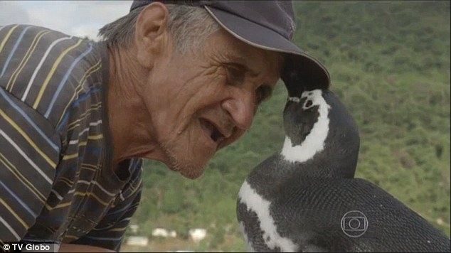 Видео: как пингвин и человек стали лучшими друзьями