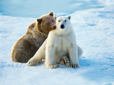 Гризли уже не те. В Арктике появился новый вид медведей «пизли»