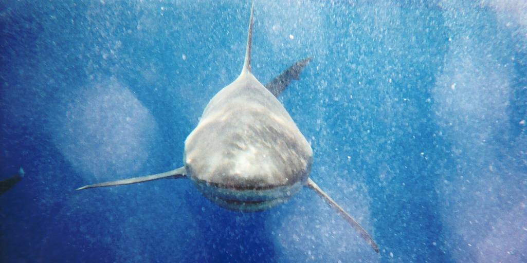 Кровавую трапезу десятков акул очевидцы сняли при помощи дрона