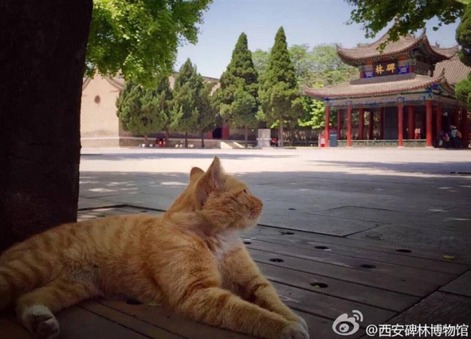 «Котята не виноваты!» Пользователи сети не дали выгнать котов из музея в Китае