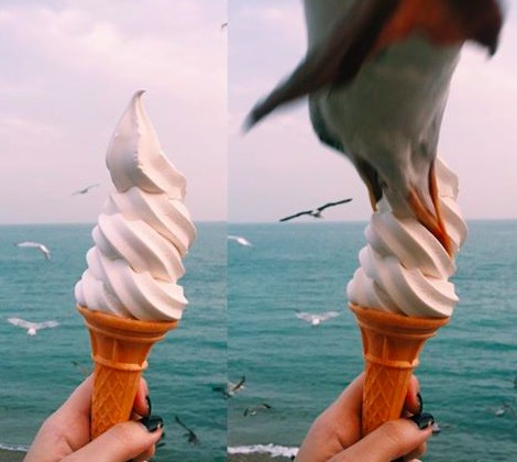 Чайка напала на мороженое делавшей фото для инстаграма девушки