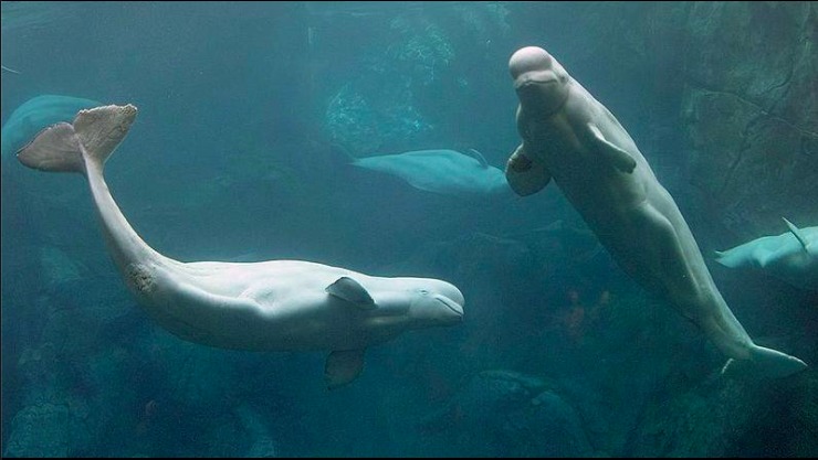«Конторку называют «моргариум». Сотрудник Приморского океанариума рассказал, почему гибнут дельфины и сивучи