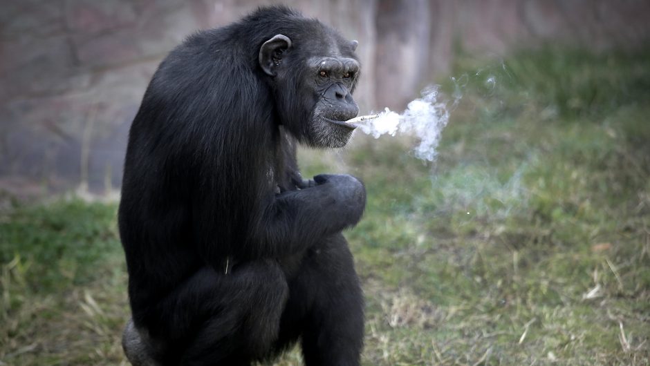 «Планета вейперов». Шимпанзе в северокорейском зоопарке научили курить