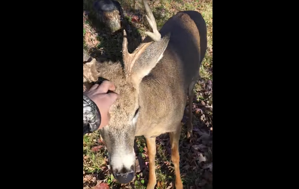 Видео: охотник встретил оленя. И не смог