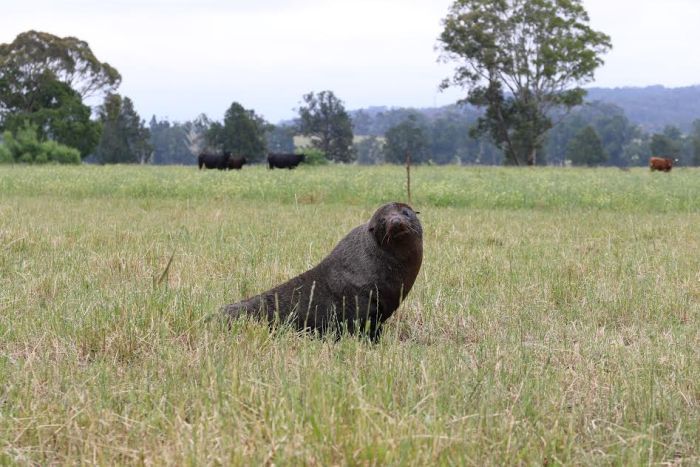 В Австралии голодный тюлень заблудился и оказался на пастбище для коров