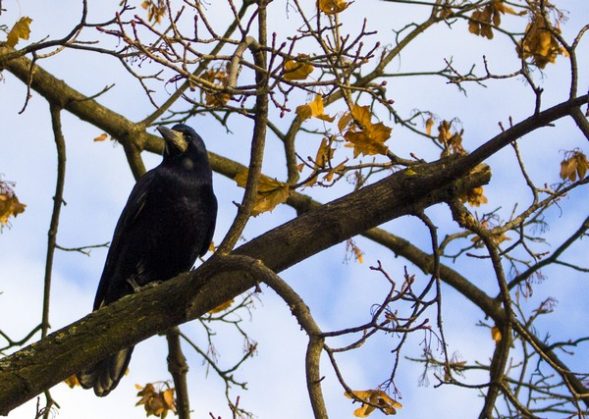 crow_on_a_branch