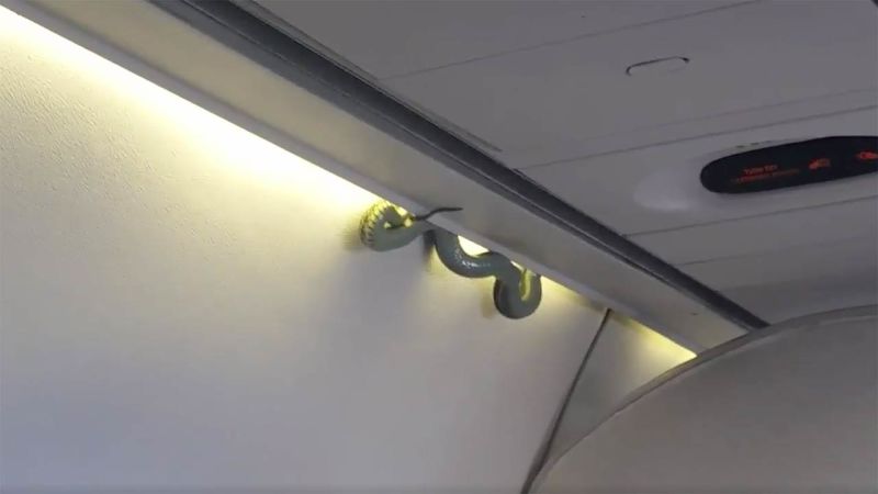 Пассажиры самолёта в Мексике сняли на видео выпавшую с потолка метровую змею