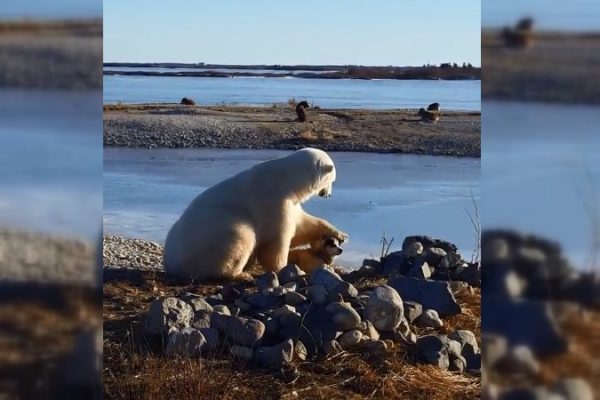Трогательное видео о дружбе собаки и белого медведя вводит в заблуждение, пишут СМИ