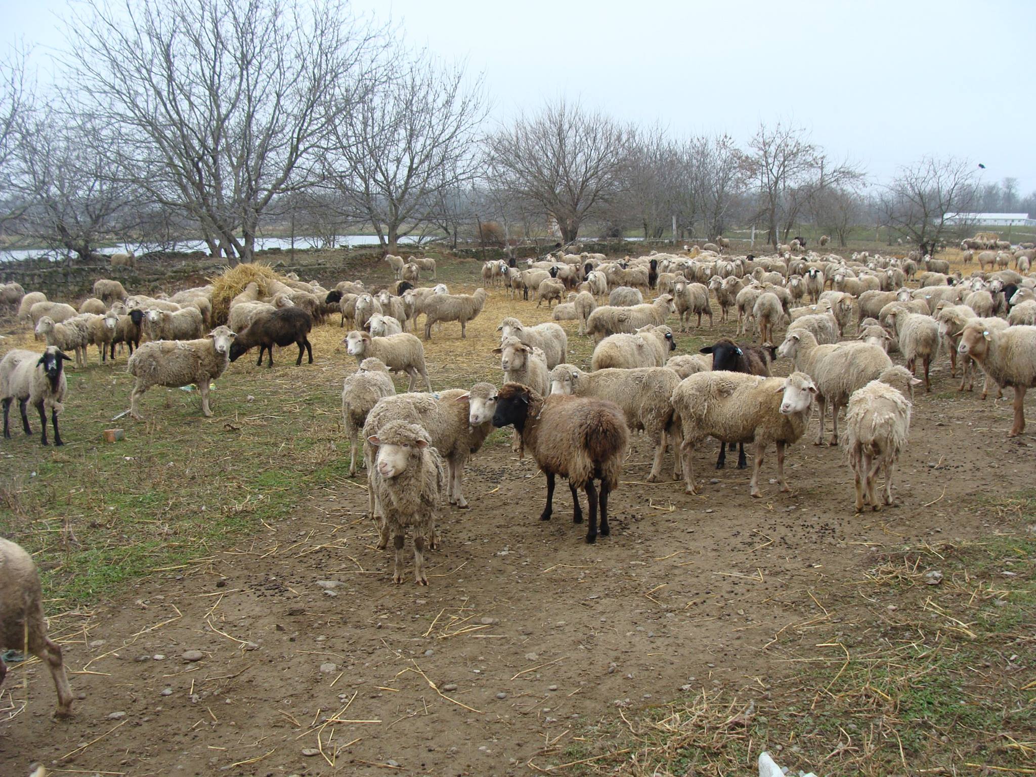 В Адыгее пожаловались на кражу 600 жертвенных овец, подаренных Кадыровым