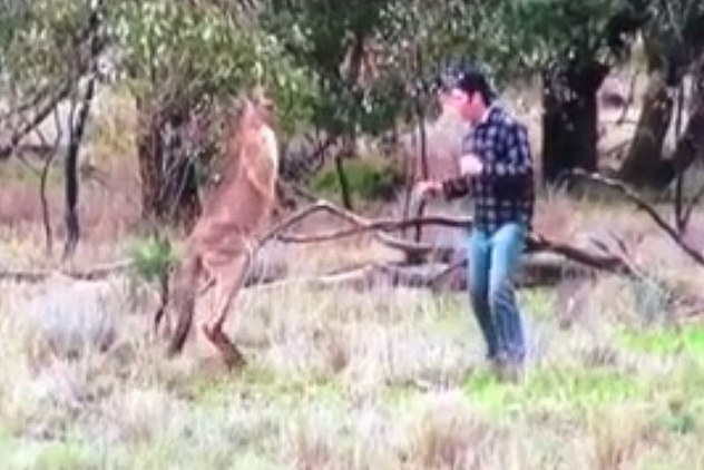 Видео: мужчина боксирует с кенгуру, чтобы защитить свою собаку